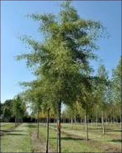 La Livonie est une région partagée entre la Lettonie et l'Estonie. Mais qui a écrit "un drame en Livonie" ?