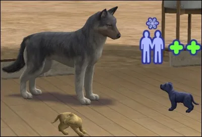 Combien coûtera un chiot "variabilis" ?