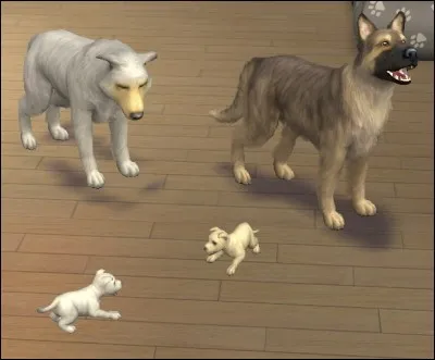 Que signifie Varisk Kün ?