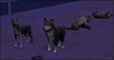 À quoi correspond ce projet ?