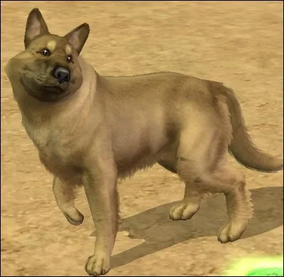 Quel type de chien apparaîtra en premier ?