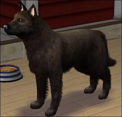 Quel critère domine l'élevage du Varisk Kün ?