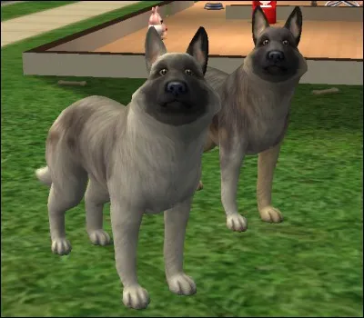 Quel est l'objectif à atteindre pour les futurs éleveurs de ces chiens ?