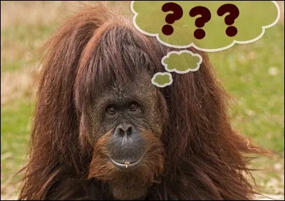 Quel animal peut être une bête de somme ?