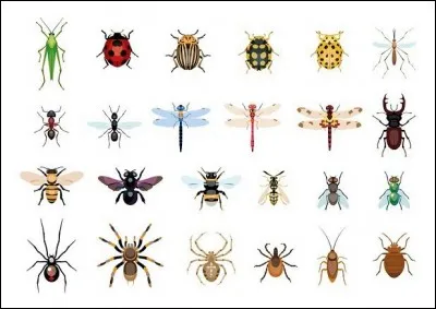 Quel insecte a pour surnom la bête à bon Dieu ?