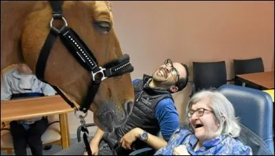 Comment s'appelle le cheval qui s'introduit dans les hôpitaux afin de guérir les gens ?