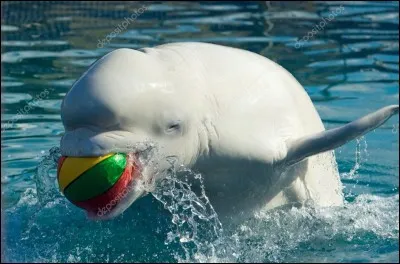 Une baleine béluga moyenne peut atteindre une longueur de ... à l'âge adulte