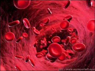 Quelle proposition est l'autre nom d'un globule rouge ?