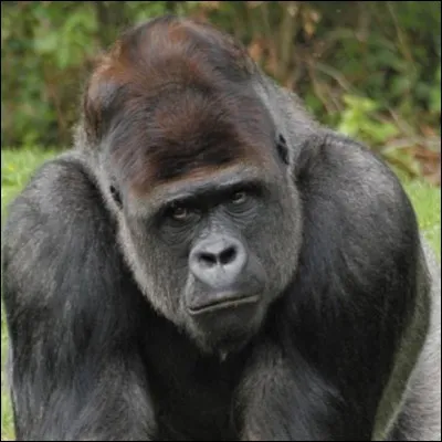 Comment appelle-t-on souvent les gros gorilles mâles à cause de la couleur de leurs poils ?