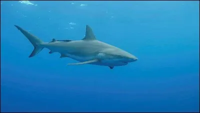 Les requins ont-ils des os ?