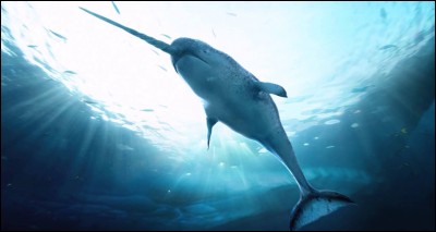 Quel animal est aussi connu sous le nom de licorne de mer en raison de sa défense pouvant atteindre les 3 mètres ?