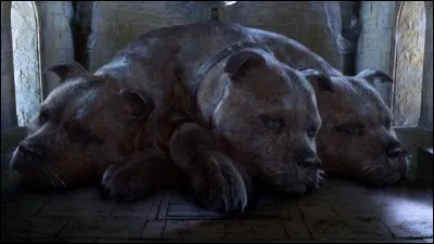 Avec quel instrument se calme le chien à 3 têtes de Hagrid ?