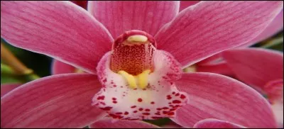 Quel est le synonyme du mot pistil ?