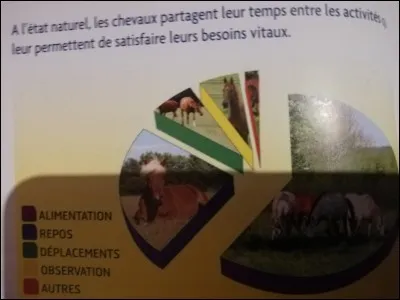 Combien de temps passe un cheval à se nourrir ? (en %)