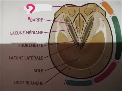 Comment s'appelle ces parties du sabot du cheval ?