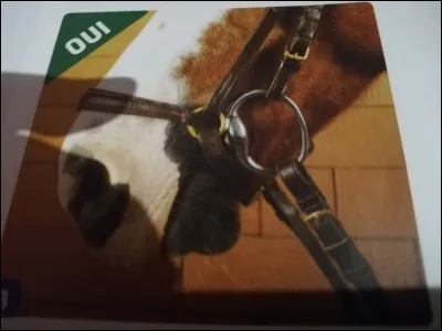 Comment s'appelle cette muserolle ?