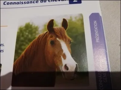 Comment s'appelle cette marque en tête ?