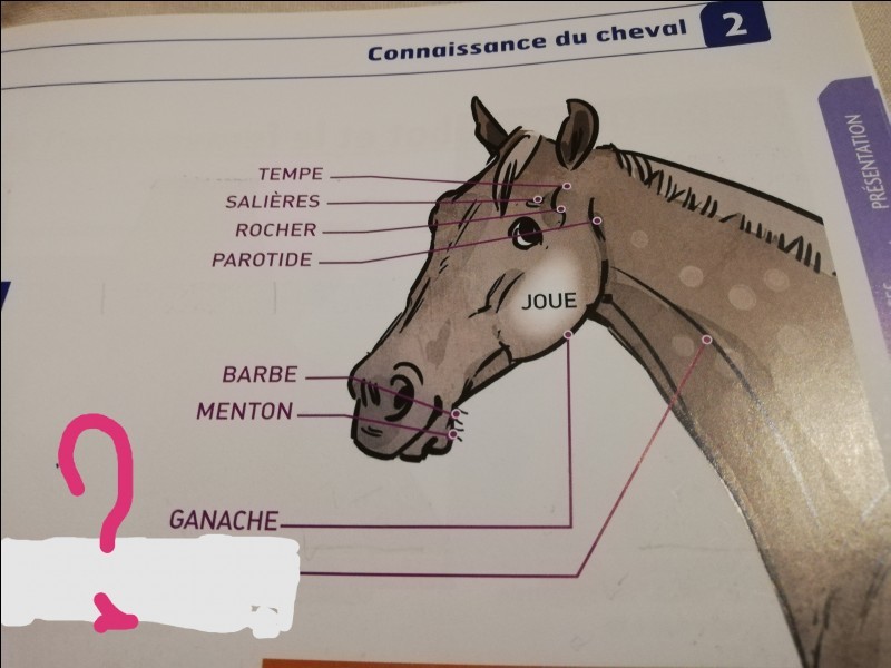 Galop 3 quizz marques blanches - Galop Connaissances