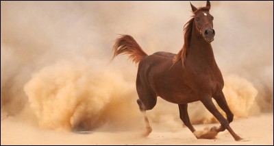 Le cheval peut vivre jusqu'à environ.... en moyenne