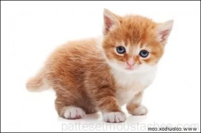 Ça y est ! Le chef est mort ! Tu deviens donc le meneur de ton clan. Que vas-tu faire maintenant ?