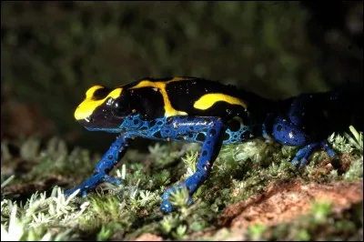 Dans quelle ville se situe l'action du film Disney "La Princesse et la Grenouille" ?