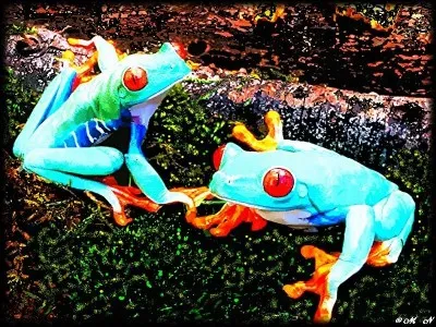 Comment s'appelle la plus grande grenouille du monde !