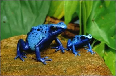O&ugrave; pouvez-vous voir des grenouilles dendrobates ?