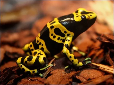 Qu'est-ce qu'une grenouill&egrave;re ?