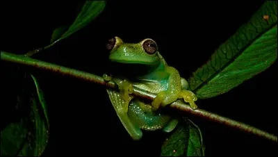 Qui a &eacute;crit le roman "Les Amours de la Grenouille" ?