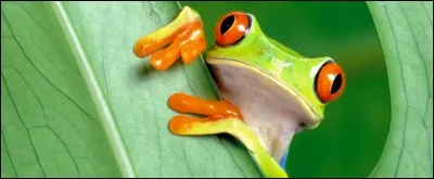 Comment est d&eacute;crite la grenouille dans la bible ?