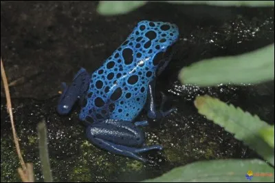 Retrouvez le nom de la grenouille dans le film "Shrek 2" !