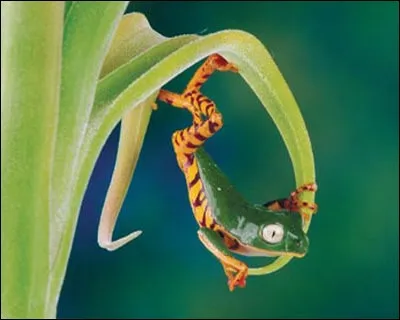 Comment s'appelle la grenouille rose du film "Rio 2" ?