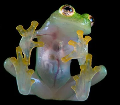 Comment s'appelle la grenouille f&eacute;tiche de ce produit, issu de la marque Kellog's et compos&eacute; de grains de bl&eacute; souffl&eacute;s au sucre et au sirop de glucose ?