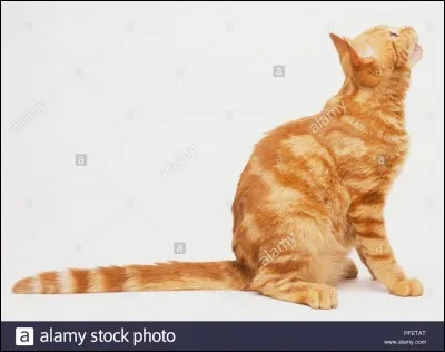 Quel clan a inventé les signes avec la queue ?