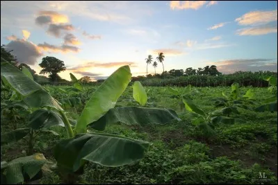 Combien de bananes un régime peut-il comporter au maximum ?