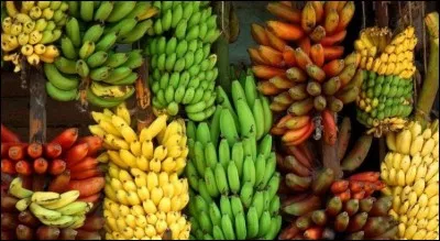 Laquelle n'est pas une variété de bananes ?