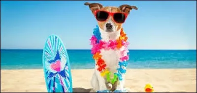 Et pour les vacances, tu prévois quoi ?