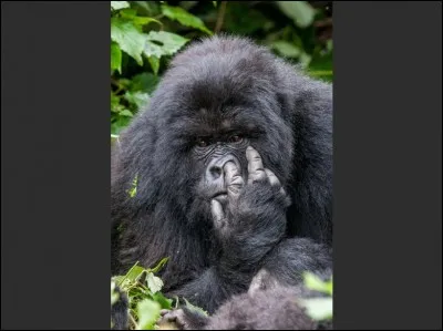 L'animal qui te définit le plus :