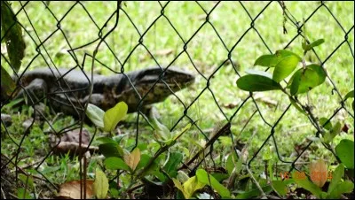 C'est un gros lézard que l'on trouve en Amazonie, destructeur d'oeufs et de poussins !