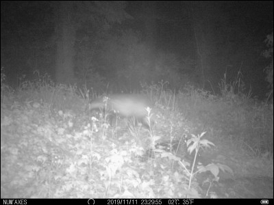 Photo prise de nuit dans les montagnes du Tarn, l'animal courait, allez-vous l'identifier ?