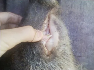 Quel est cet animal ?