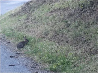 Où la femelle de cet animal met-elle bas ?