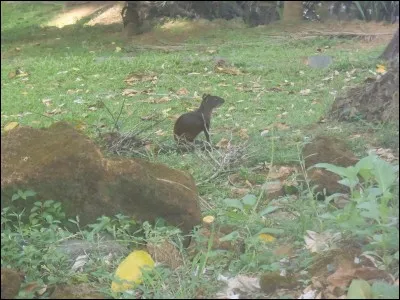 Comment appelle-t-on ce petit rongeur d'Amérique du Sud ?