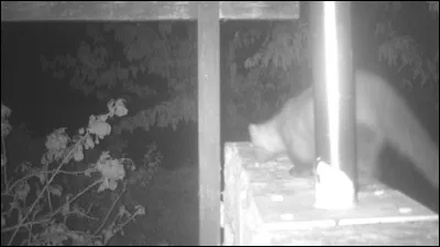 La plupart du temps, on ne s'aperçoit même pas de sa présence, pourtant elle vit à nos côtés, souvent dans notre grenier !