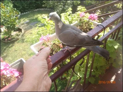 Identifiez cet oiseau !