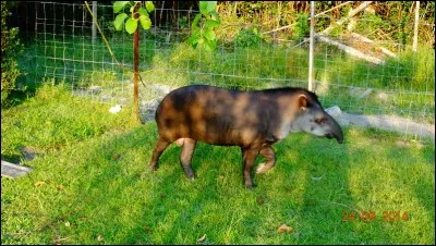 Identifiez l'animal !