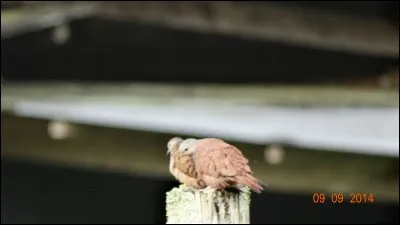 D'après vous, que sont ces oiseaux ?