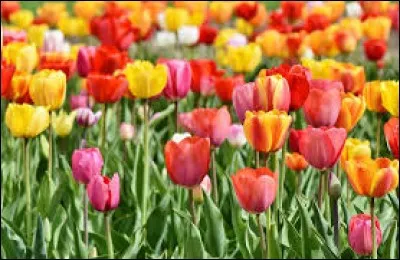 Chez les catholiques, mai est le ...