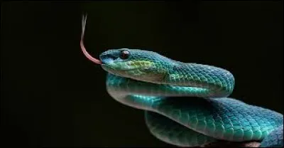 Les serpents sont des animaux à sang froid.