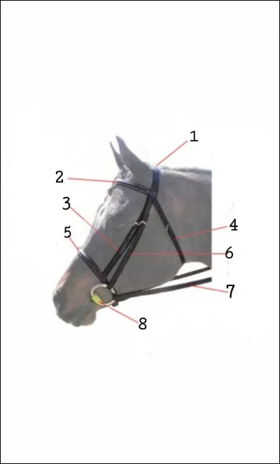 Comment se nomme la partie N&deg;8 du filet ?